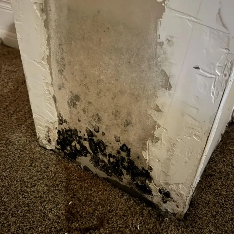 Professional Mold Removal in Hudson, IA